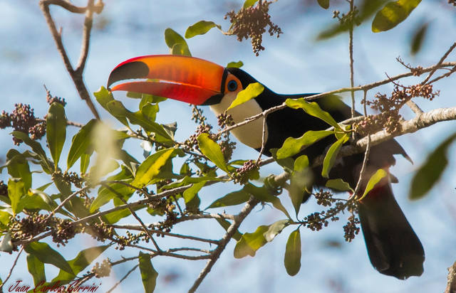 Invasión de tucanes sorprende a los vecinos de Metán