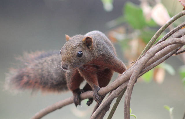 Alerta por una invasión de ardillas en Conurbano bonaerense