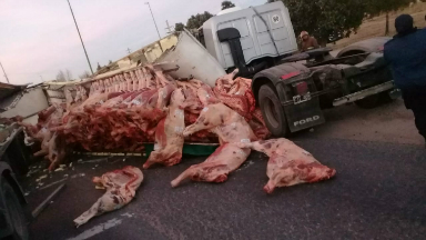 AUDIO: Tras el accidente, la gente se llevó la carne del camión