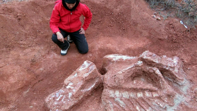 El dinosaurio mide 10 metros y pesa 10 toneladas