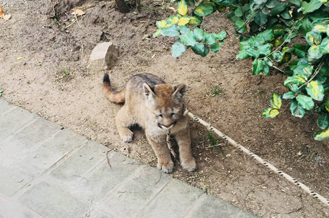 El animal tiene menos de seis meses.