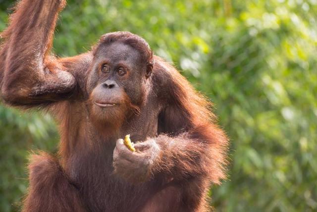 Orangután lucha contra una excavadora para salvar su bosque