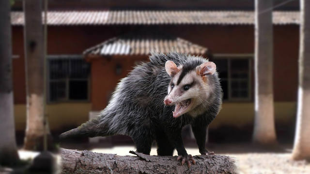 Aparecen comadrejas dentro de un hospital de Jujuy