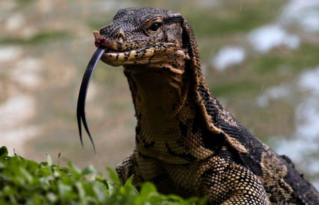 FOTO: El lagarto monitor habitó la Tierra hace 49 millones de años