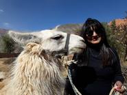 Caravana de llamas, un paseo típico en Purmamarca
