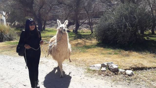 Caravana de llamas, un paseo típico en Purmamarca