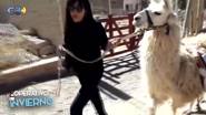 Caravana de llamas, un paseo típico en Purmamarcha