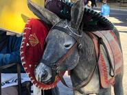 El fotógrafo del Cucú de Carlos Paz le da batalla al celular