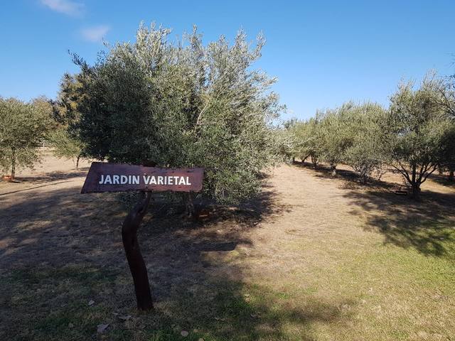 La premiada fábrica de aceite de oliva de Luyaba