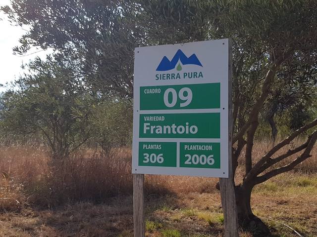 La premiada fábrica de aceite de oliva de Luyaba