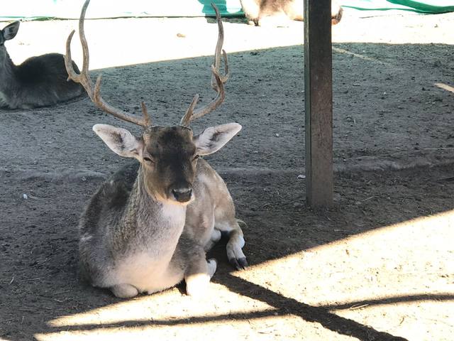 En familia, le dan vida a