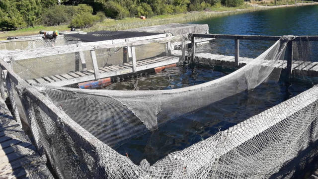 Cría y reproducción de truchas a orillas del lago Moreno