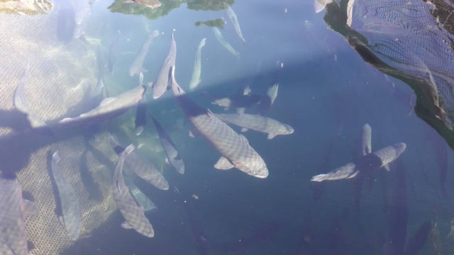 FOTO: Cría y reproducción de truchas a orillas del lago Moreno