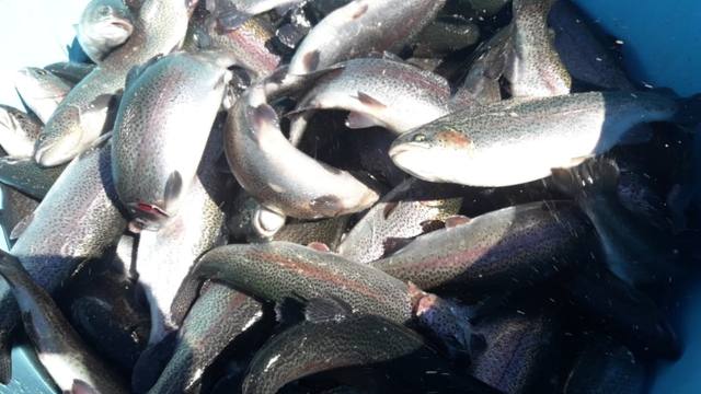 Cría y reproducción de truchas a orillas del lago Moreno