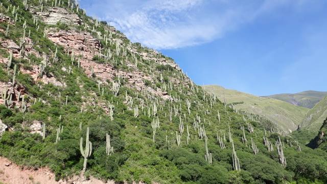 Los Cardones, un parque nacional de altura