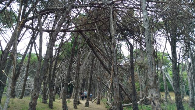 Un increíble bosque energético a kilómetros de Miramar