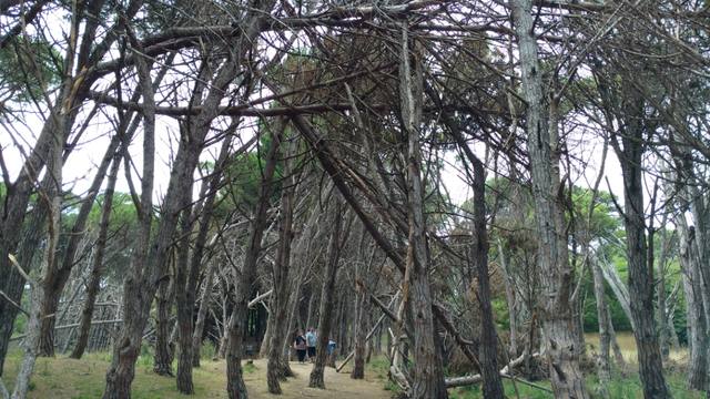 FOTO: Un increíble bosque energético a kilómetros de Miramar