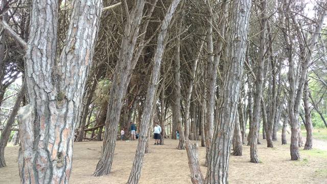 Un increíble bosque energético a kilómetros de Miramar