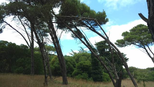 Un increíble bosque energético a kilómetros de Miramar