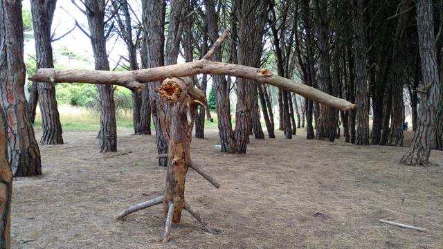 Un increíble bosque energético a kilómetros de Miramar