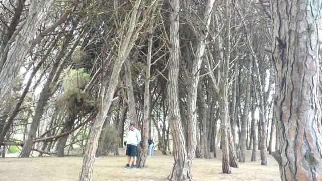 Un increíble bosque energético a kilómetros de Miramar