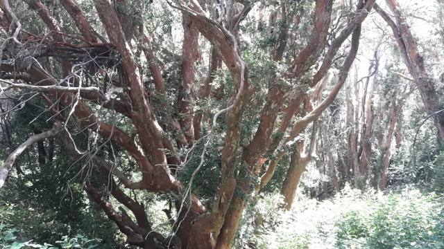 Bosque de Arrayanes y la verdad sobre la leyenda de Bambi