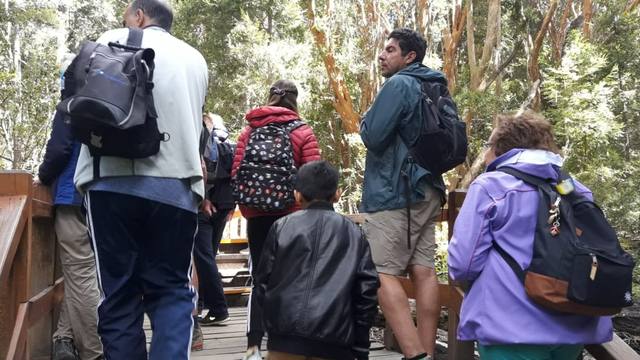 Bosque de Arrayanes y la verdad sobre la leyenda de Bambi