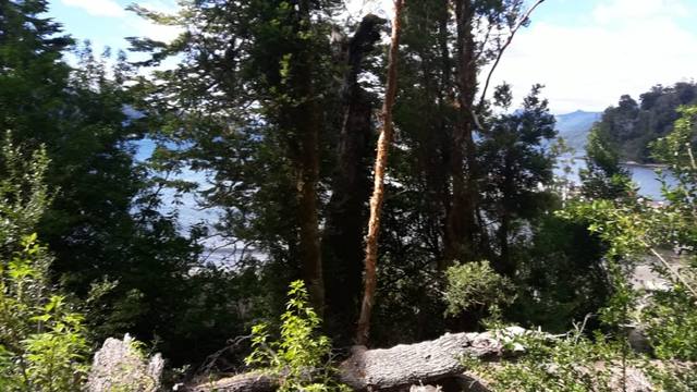 Bosque de Arrayanes y la verdad sobre la leyenda de Bambi