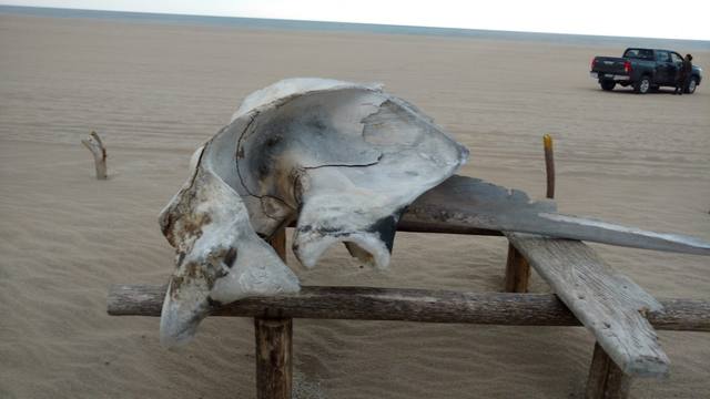 Reserva Faro Querandí, un paraíso natural en Gesell