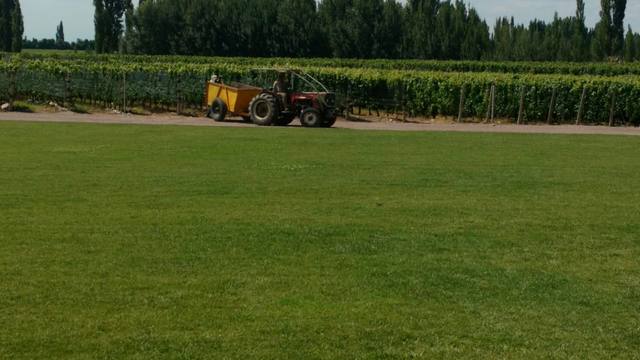 La familia Zuccardi tiene 200 hectáreas de viñedos