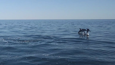 AUDIO: Los delfines encantan a los turistas en Puerto Madryn