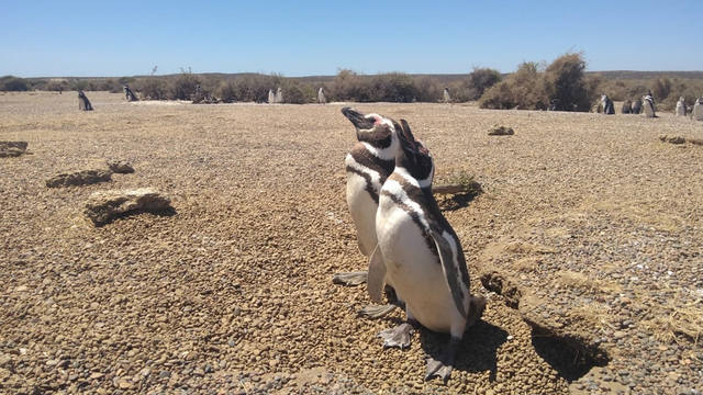 Península Valdés un paraíso de pingüinos y lobos marinos
