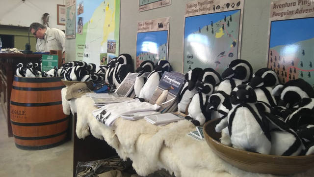 Península Valdés un paraíso de pingüinos y lobos marinos