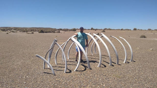Península Valdés un paraíso de pingüinos y lobos marinos