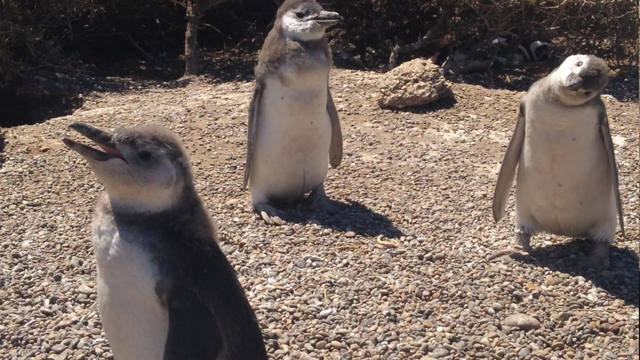 FOTO: Península Valdés un paraíso de pingüinos y lobos marinos