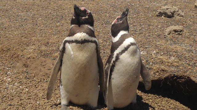 FOTO: Península Valdés un paraíso de pingüinos y lobos marinos