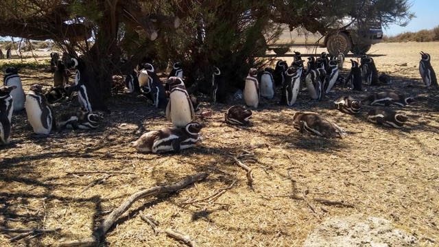 Península Valdés un paraíso de pingüinos y lobos marinos