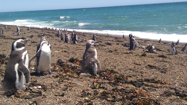 Península Valdés un paraíso de pingüinos y lobos marinos