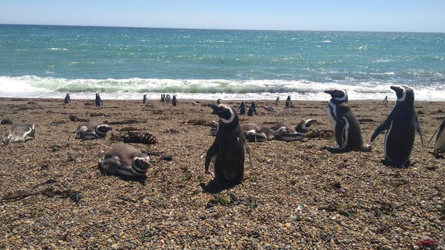 Península Valdés un paraíso de pingüinos y lobos marinos