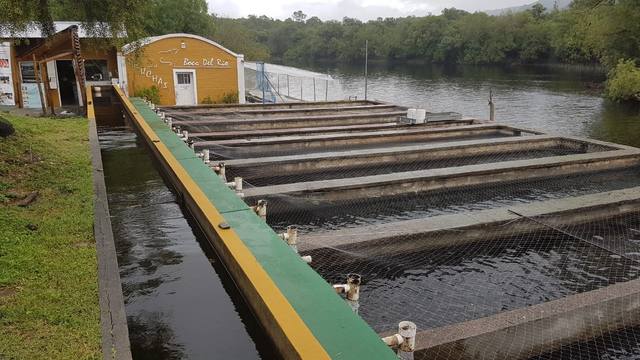 Truchas para todos los gustos en Las Tapias