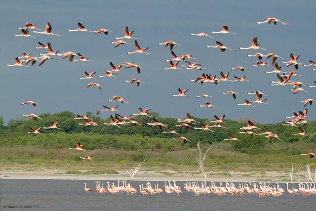 FOTO: A Mar Chiquita llegan aves migratorias