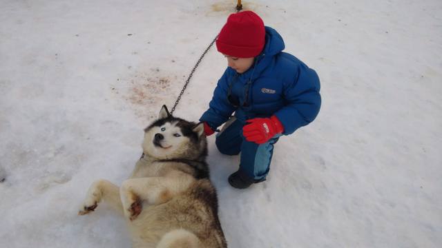 FOTO: Siberianos de Fuego, experiencia en trineo tirado por perros