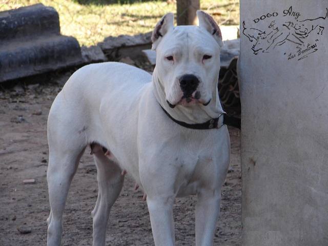 FOTO: Evalúan imputar al dueño del dogo que atacó en Malagueño