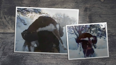 AUDIO: Con 15 años cargó un ternero al hombro en medio de la nieve