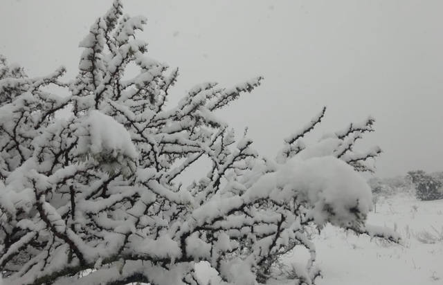 FOTO: Imperdibles imágenes de la nevada en el norte cordobés