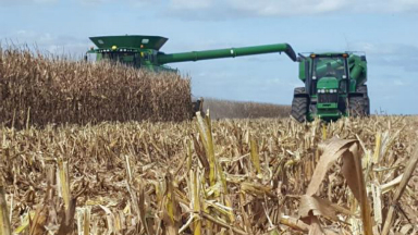 AUDIO: Auguran récord de producción de maíz con la nueva cosecha
