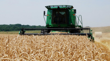 AUDIO: La cosecha de trigo será una de las más altas de la historia