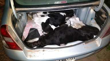 AUDIO: Los atraparon con dos terneros vivos en el baúl del auto