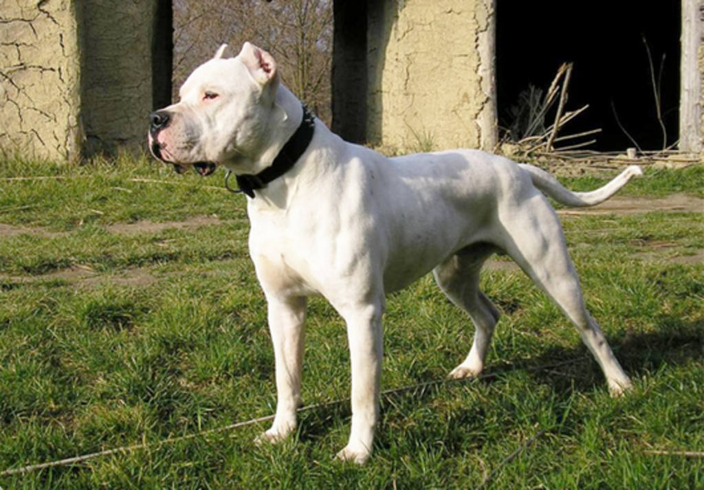 El dogo argentino, un cruce de razas para la caza