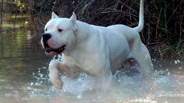 El dogo argentino, un cruce de razas para la caza